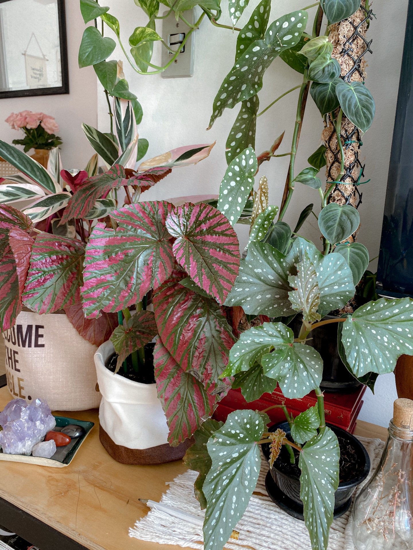 Begonia-conhe&ccedil;a-os-diferentes-tipos-e-como-cuidar-em-casa-14