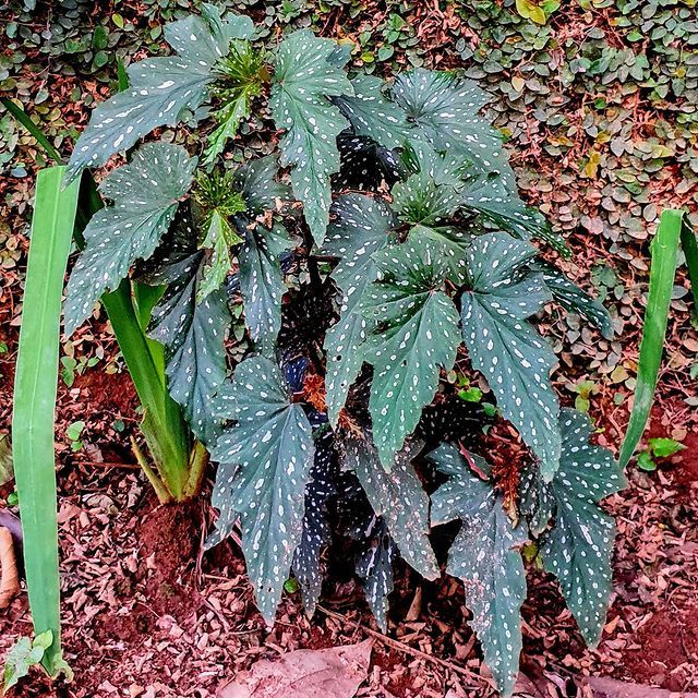 Begonia-conheça-os-diferentes-tipos-e-como-cuidar-em-casa-15 Begonia-conheça-os-diferentes-tipos-e-como-cuidar-em-casa-15