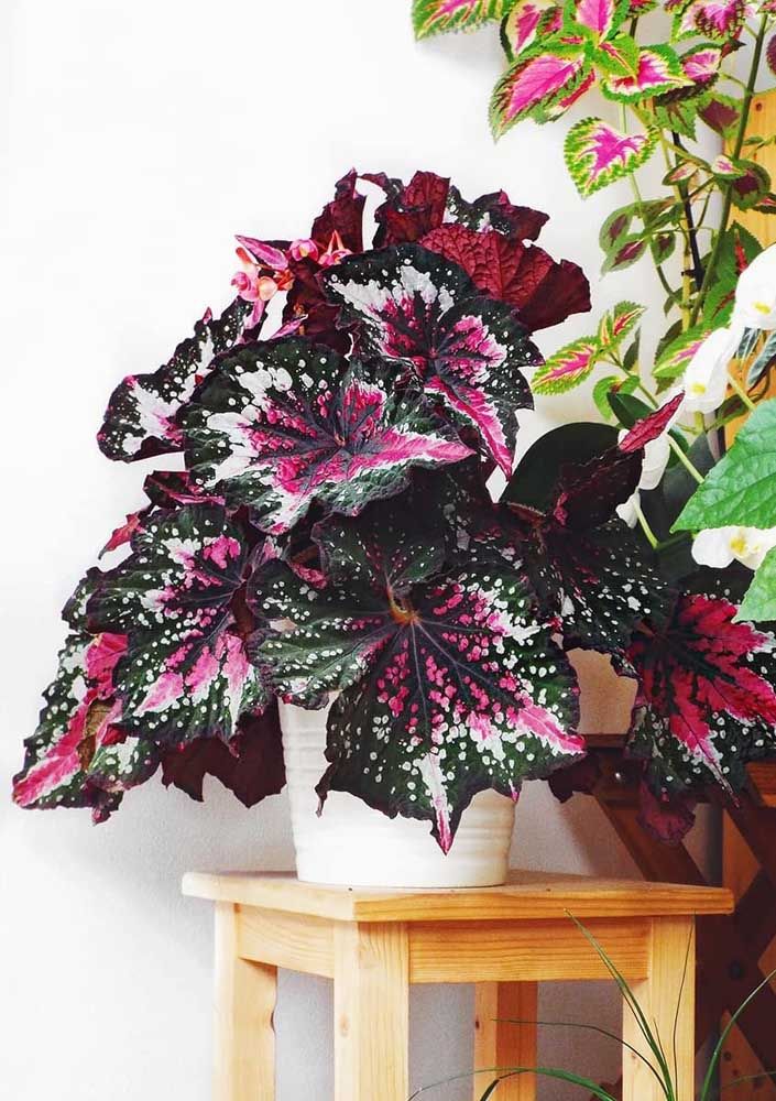 Begonia-conheça-os-diferentes-tipos-e-como-cuidar-em-casa-16 Begonia-conheça-os-diferentes-tipos-e-como-cuidar-em-casa-16