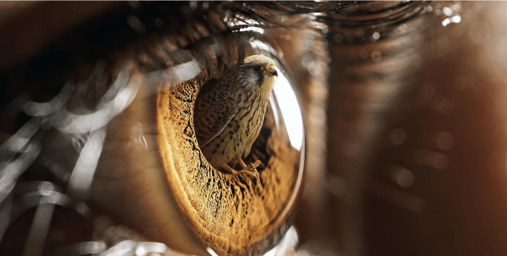 Legal-ou-alflitivo-Obras-de-arte-com-olhos-06 Legal-ou-alflitivo-Obras-de-arte-com-olhos-06