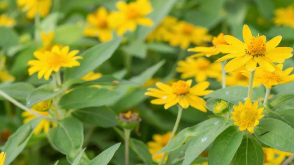 Plantas-terapêuticas-conheça-efeitos-e-melhore-sua-saúde-01 Plantas-terapêuticas-conheça-efeitos-e-melhore-sua-saúde-01
