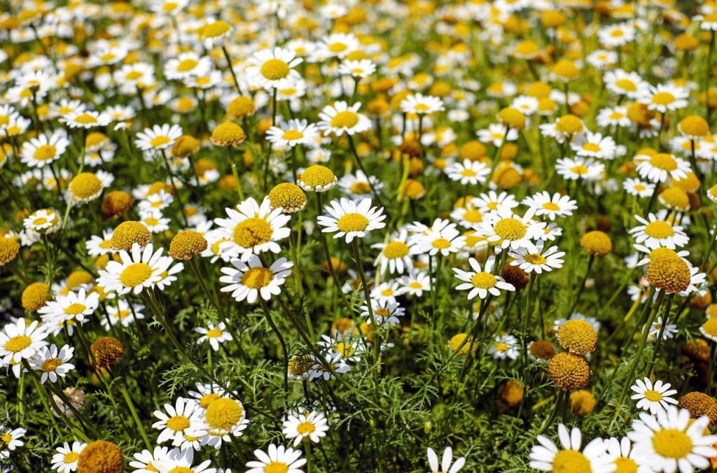 Plantas-terapêuticas-conheça-efeitos-e-melhore-sua-saúde-06 Plantas-terapêuticas-conheça-efeitos-e-melhore-sua-saúde-06