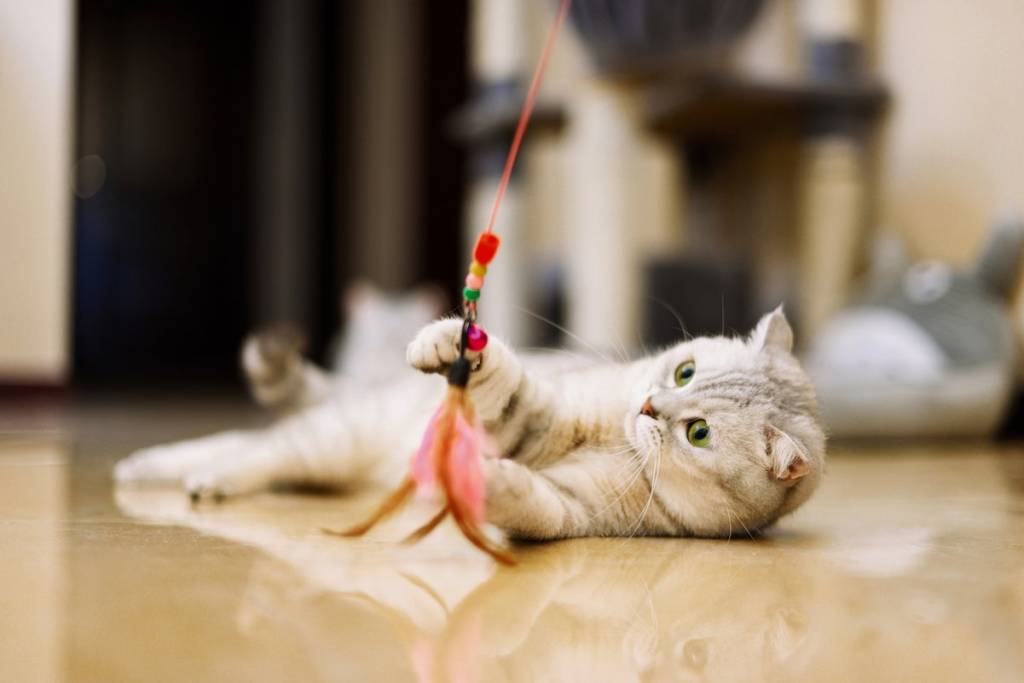 5 ideias de brinquedos DIY para gatos