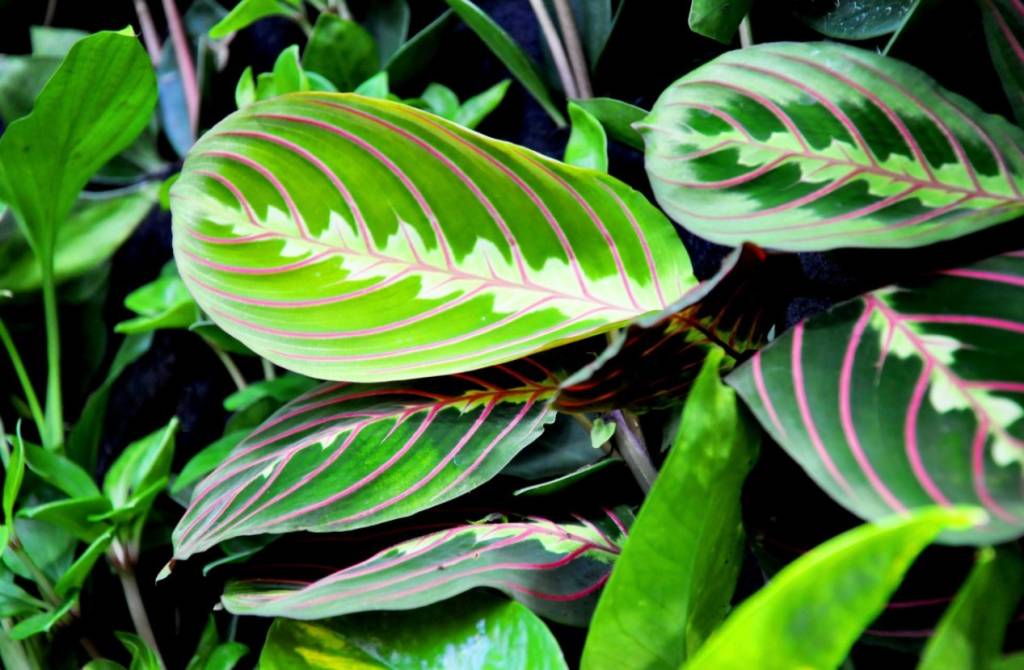 Como plantar e cuidar de marantas. Na foto, Maranta leuconeura Erythroneura.