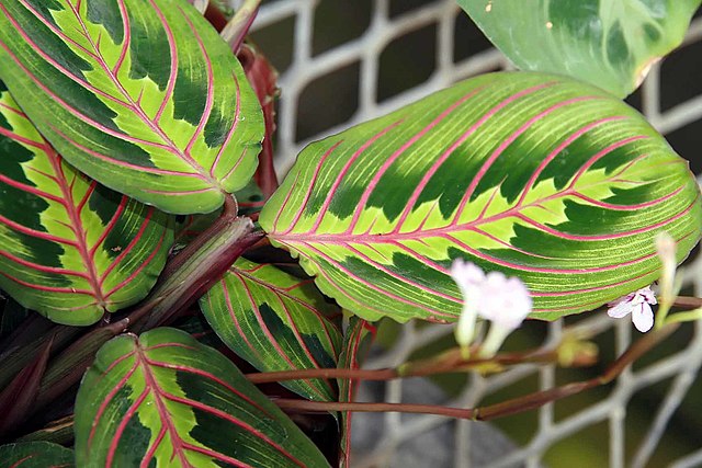 Como plantar e cuidar de marantas. Na foto, Maranta leuconeura Erythroneura.