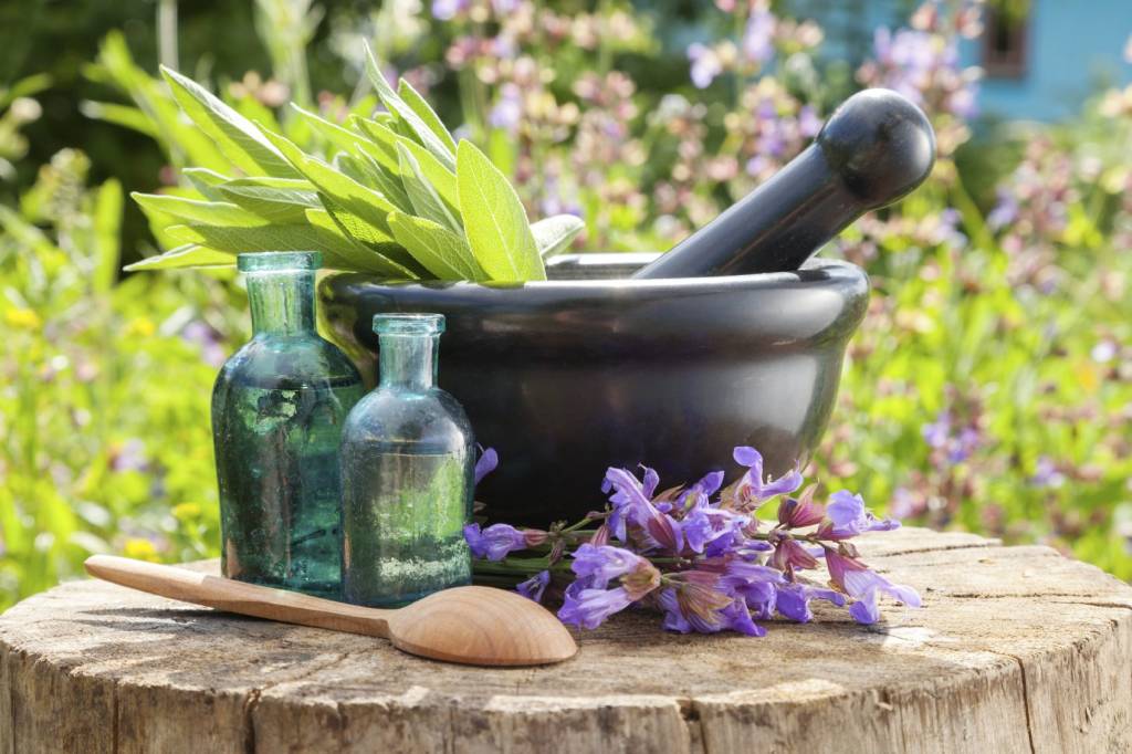 plantas-terapeuticas-gardeningknowhow plantas-terapeuticas-gardeningknowhow