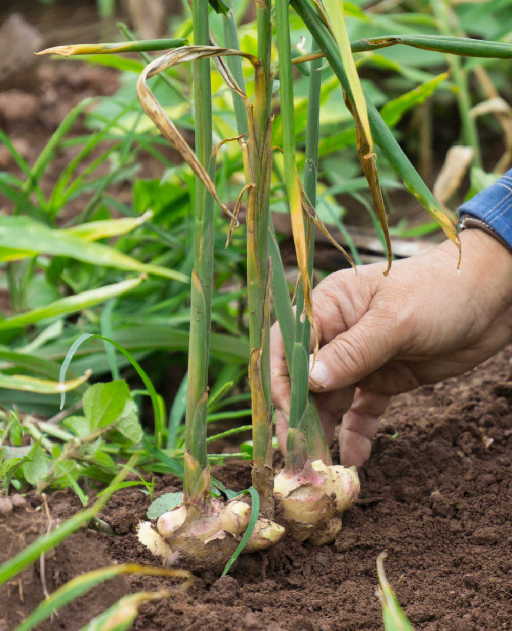 plantas-terapeuticas-gengibre-thegardeningcook plantas-terapeuticas-gengibre-thegardeningcook