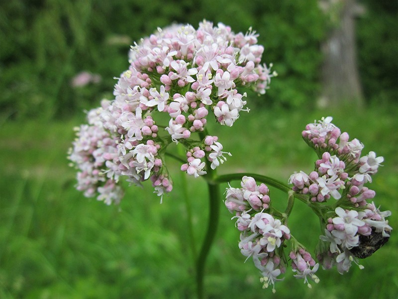 plantas-terapeuticas-oficinadeervas-valeriana plantas-terapeuticas-oficinadeervas-valeriana