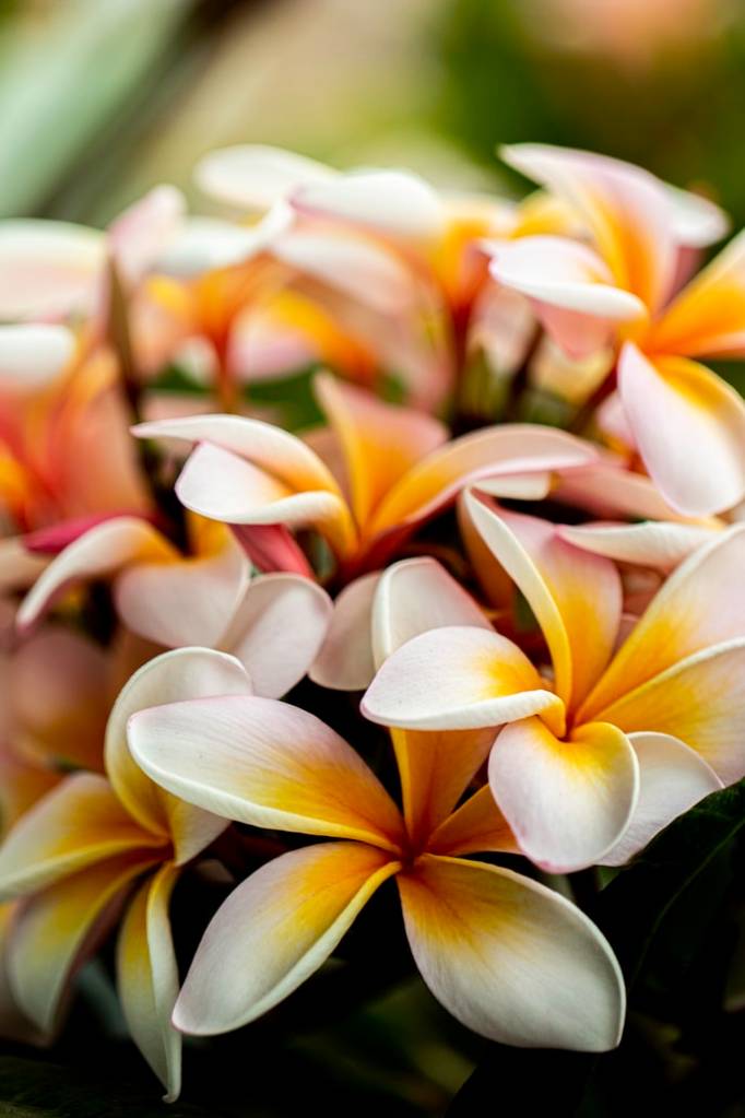 1-plantas-preferidas-de-cada-continente-casa.com-plumeria-rubra-jasmim-manga-unsplash-gina-ball