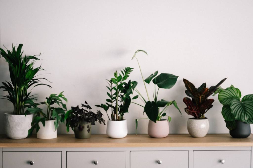 10-plantas-preferidas-de-cada-continente-casa.com-buffet-com-varias-plantas-em-vasos-unsplash-annie-spratt