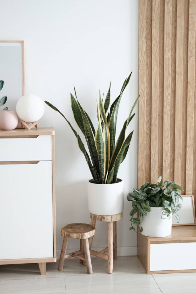 12-plantas-preferidas-de-cada-continente-casa.com-aloe-em-vaso-branco-em-canto-da-sala-unsplash-minh-pham 12-plantas-preferidas-de-cada-continente-casa.com-aloe-em-vaso-branco-em-canto-da-sala-unsplash-minh-pham