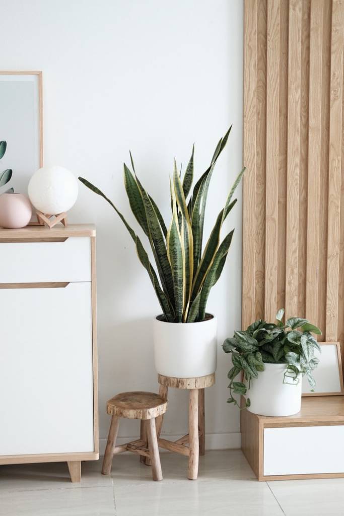 12-plantas-preferidas-de-cada-continente-casa.com-aloe-em-vaso-branco-em-canto-da-sala-unsplash-minh-pham