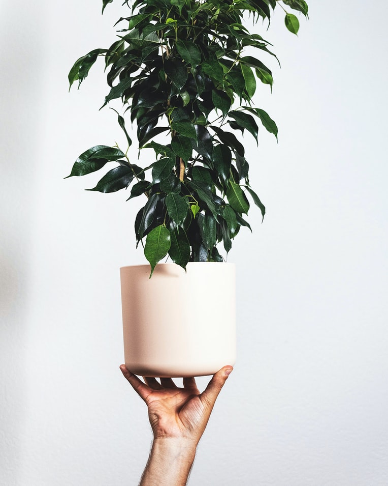 3-plantas-preferidas-de-cada-continente-casa.com-figueira-benjamim-ficus-benjamina-unsplash-severin-candrian