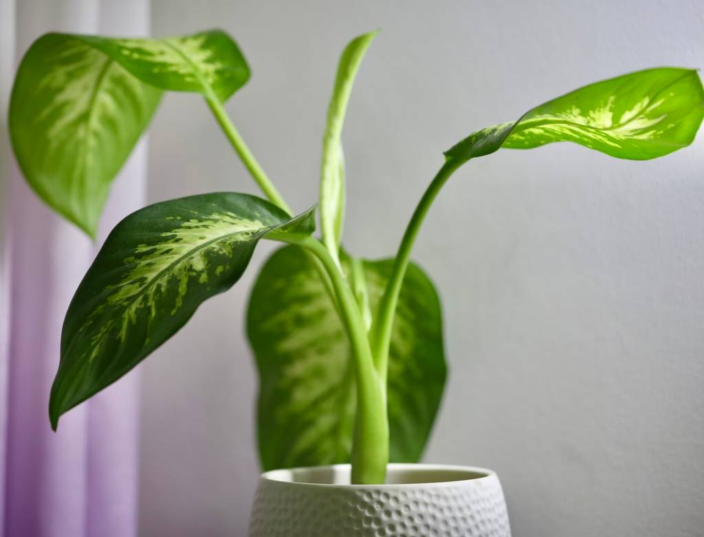 4-plantas-preferidas-de-cada-continente-casa.com-dieffenbachia-comigo-ninguem-pode-unsplash-ankur-madan