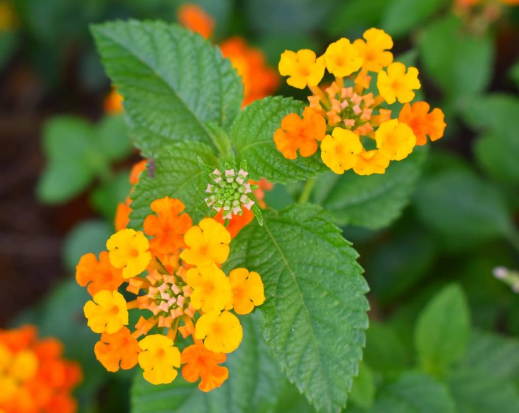 8-plantas-preferidas-de-cada-continente-casa.com-lantana-camara-unsplash-chun-kit-soo