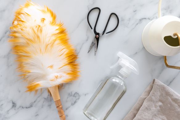 Voc&ecirc;-sabe-como-limpar-suas-plantinhas-02