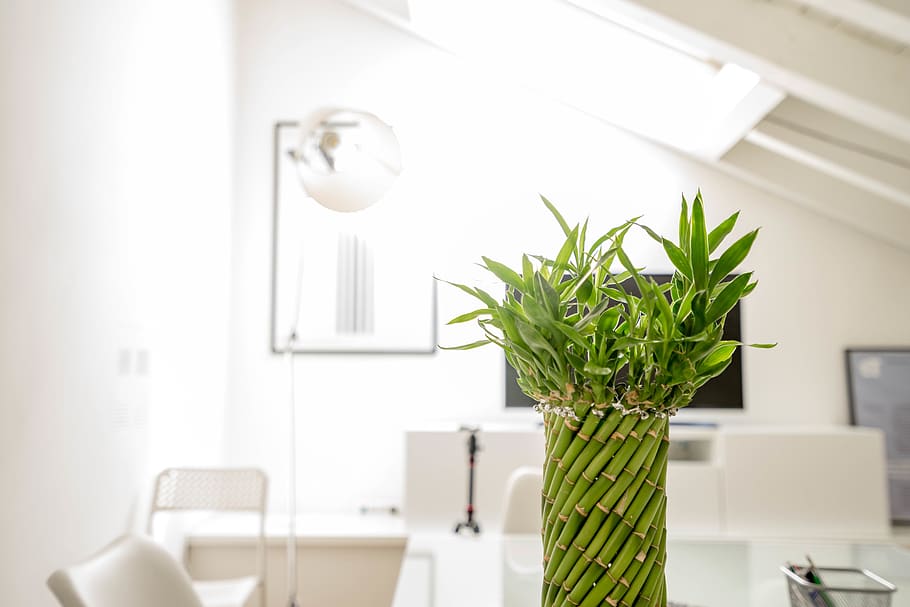 bambu-da-sorte-wallpaper-flare bambu-da-sorte-wallpaper-flare