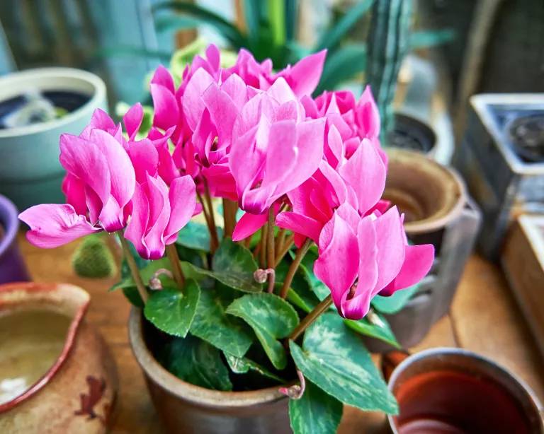 como-plantar-e-cuidar-de-ciclame-casa.com-gardeningetc-5-dr-pics24-getty-images flor; ciclame