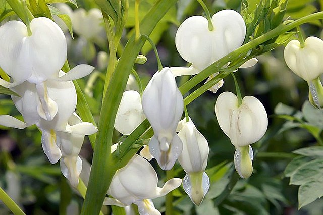 coracao-sangrento-wikimedia-commons-david-j-stang Nome dramático, flor delicada: como cultivar coração sangrento