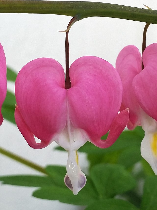 coracao-sangrento-wikimedia-commons-emoke-denes Nome dramático, flor delicada: como cultivar coração sangrento