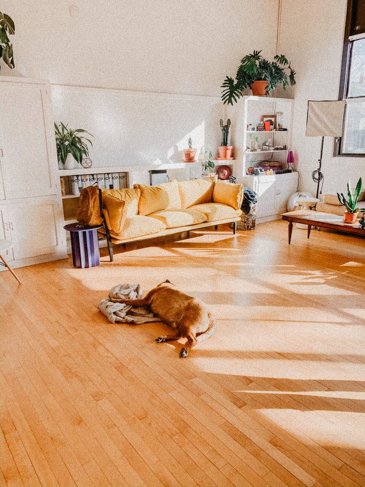 onde-nao-e-indicado-instalar-piso-vinilico-casa.com-unsplash-mo-freeman-sala-com-cachorro-dormindo