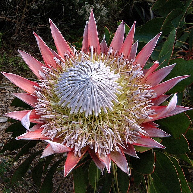 protea-wikimedia-commons-protea-cynaroides-wilhelma-derek-keats Protea: como cuidar dessa planta