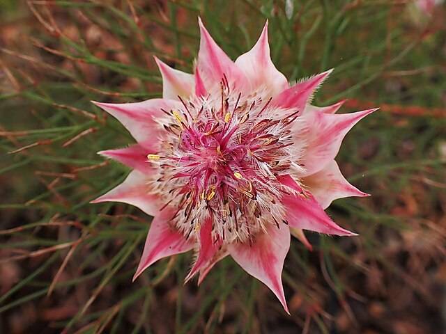 protea-wikimedia-commons-serruria-florida-krzysztof-ziarnek Protea: como cuidar dessa planta