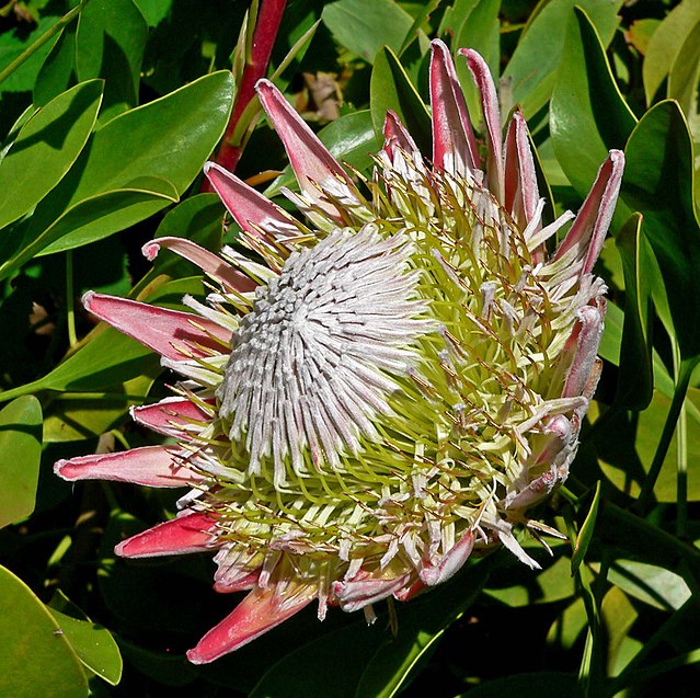 protea-wikimedia-commons-stan-shebs Protea: como cuidar dessa planta
