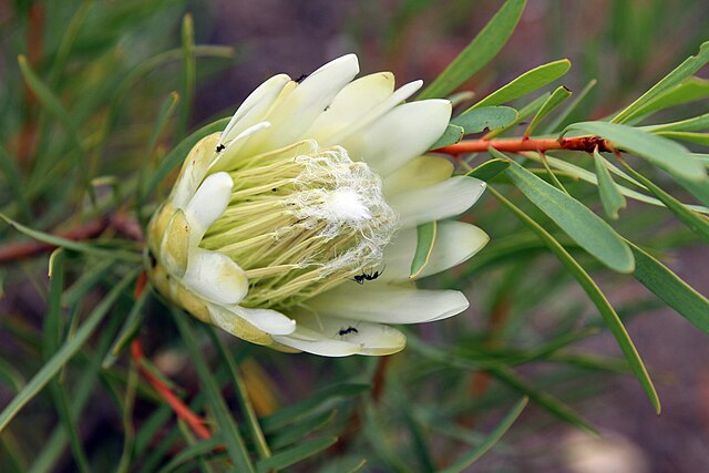 protea-wikimedia-commons-yakovlev-alexey-protea-repens Protea: como cuidar dessa planta