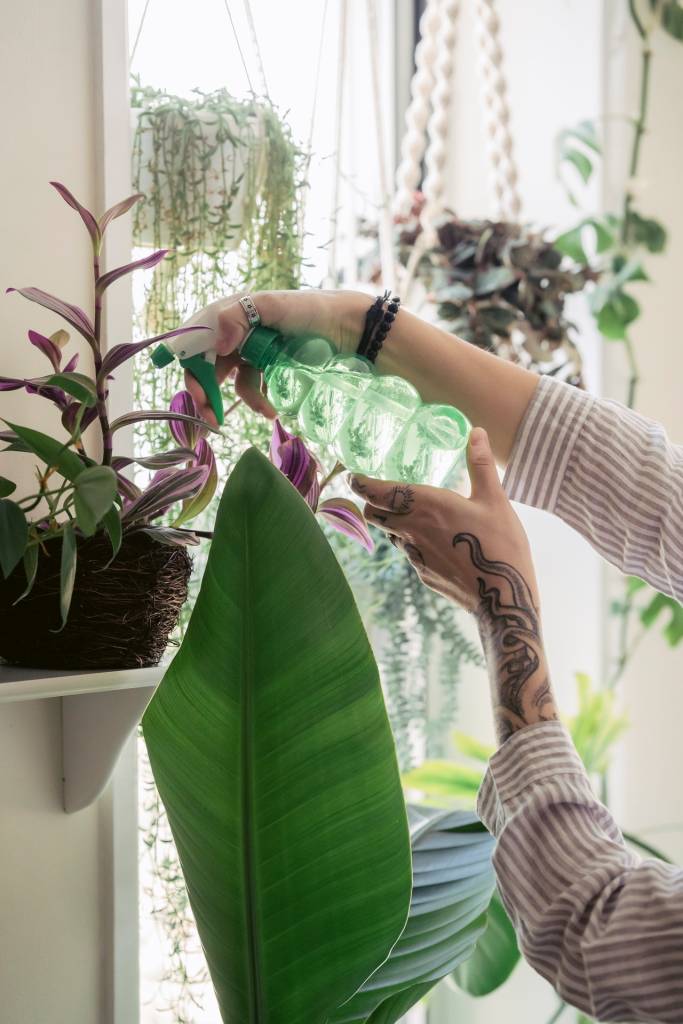 rega-planta Plantas sendo nebulizadas
