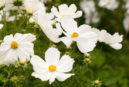 Cosmos Bipinnatus 