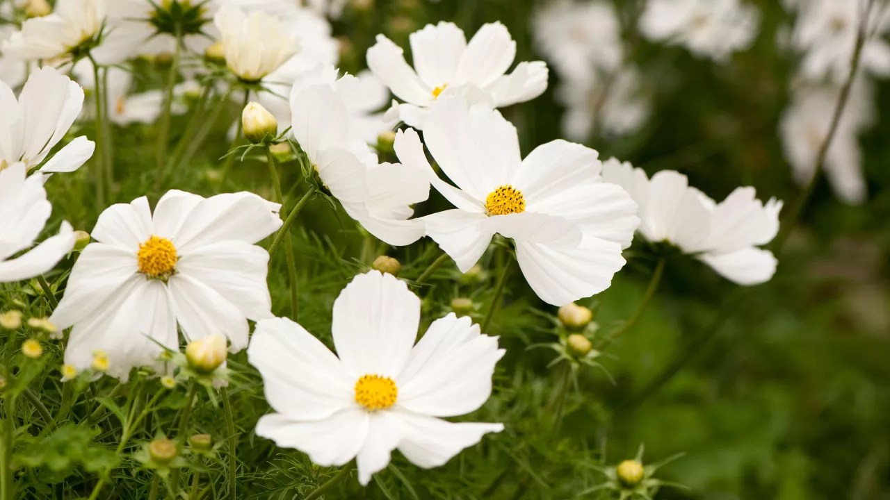 Cosmos Bipinnatus 