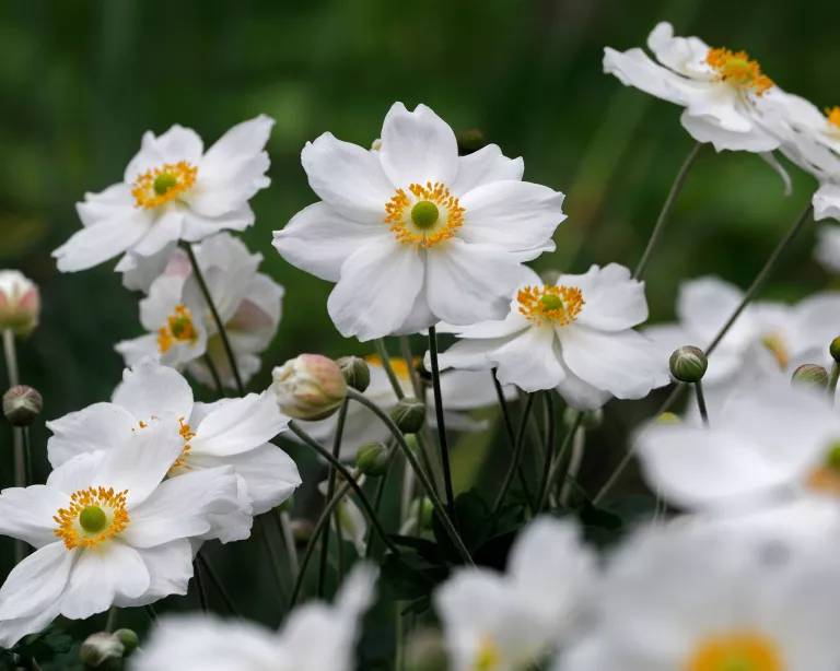 Anemone x hybrida 