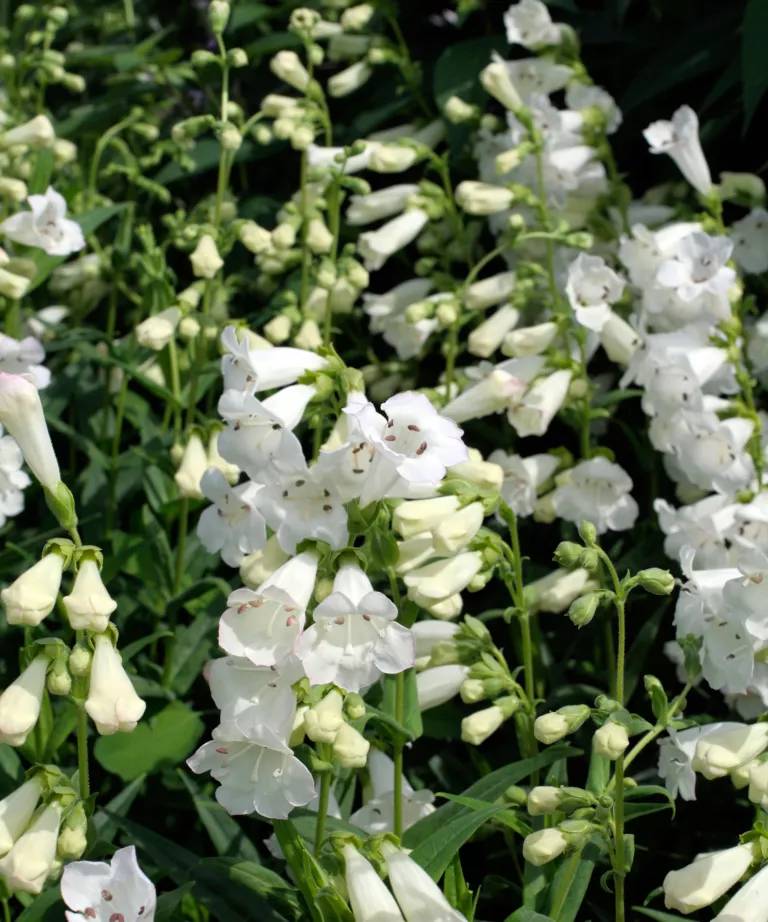 Penstemon 