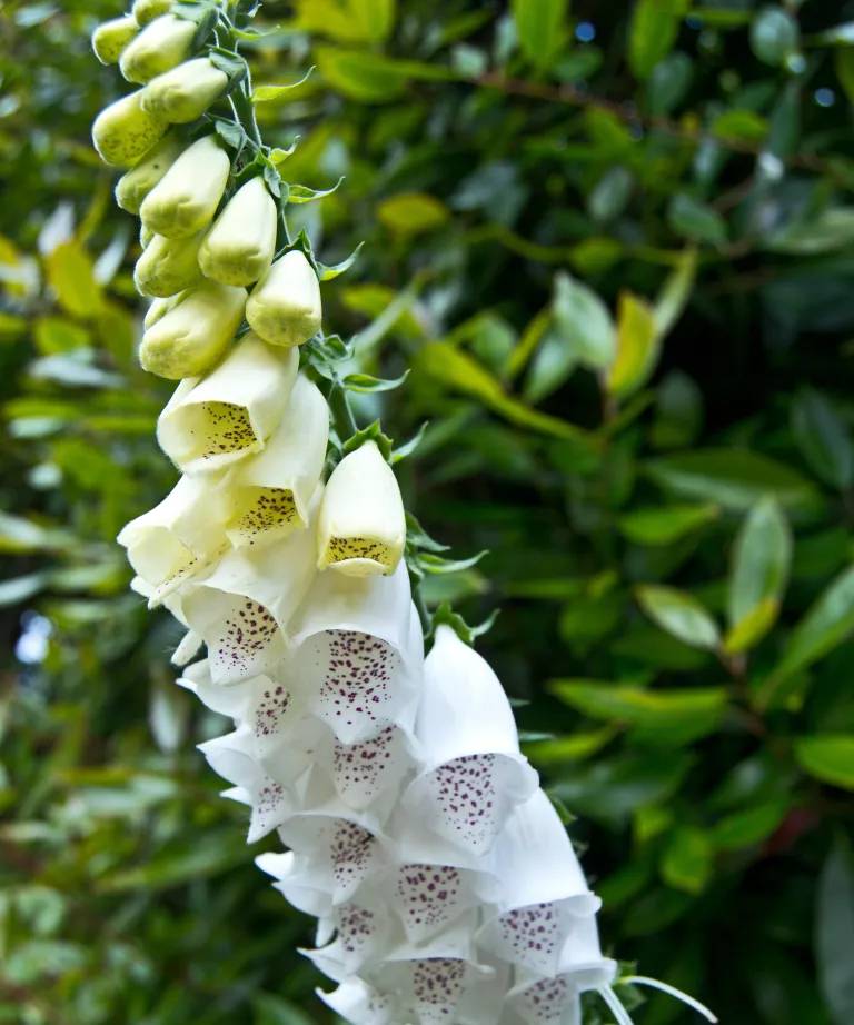 Digitalis Purpurea Albiflora