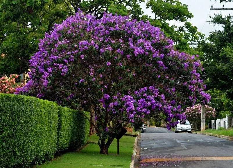 É-possível-cultivar-flores-no-outono-01 Quaresmeira