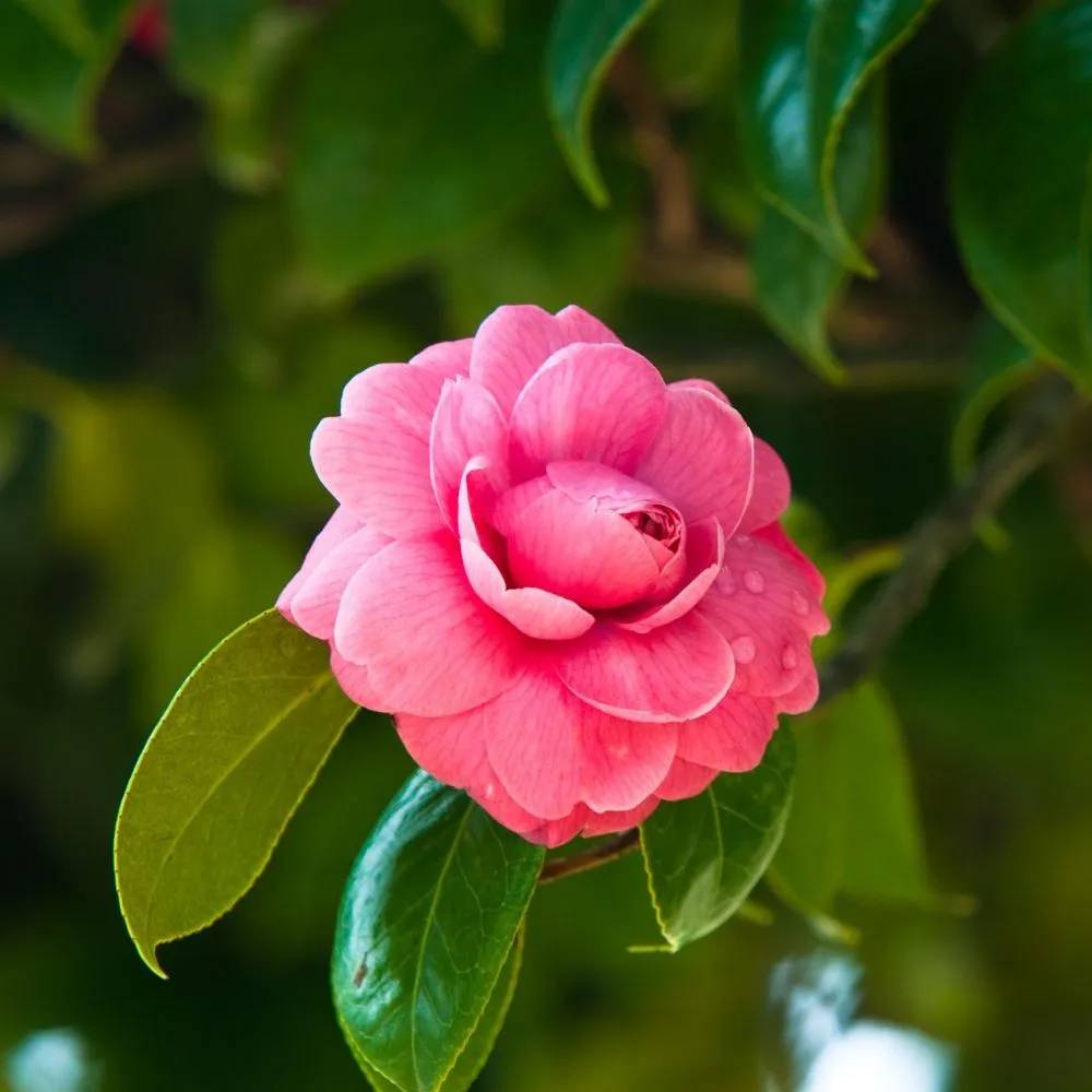 É-possível-cultivar-flores-no-outono-camelia-02 Camélia