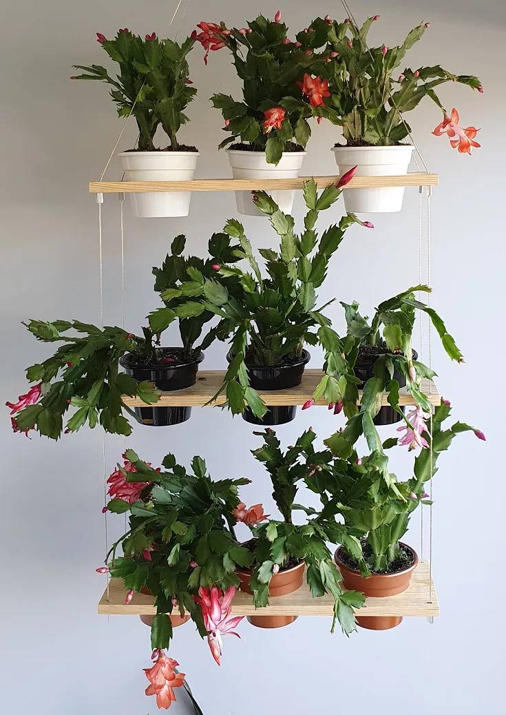 É-possível-cultivar-flores-no-outono-flor-de-maio-02 Flor de maio