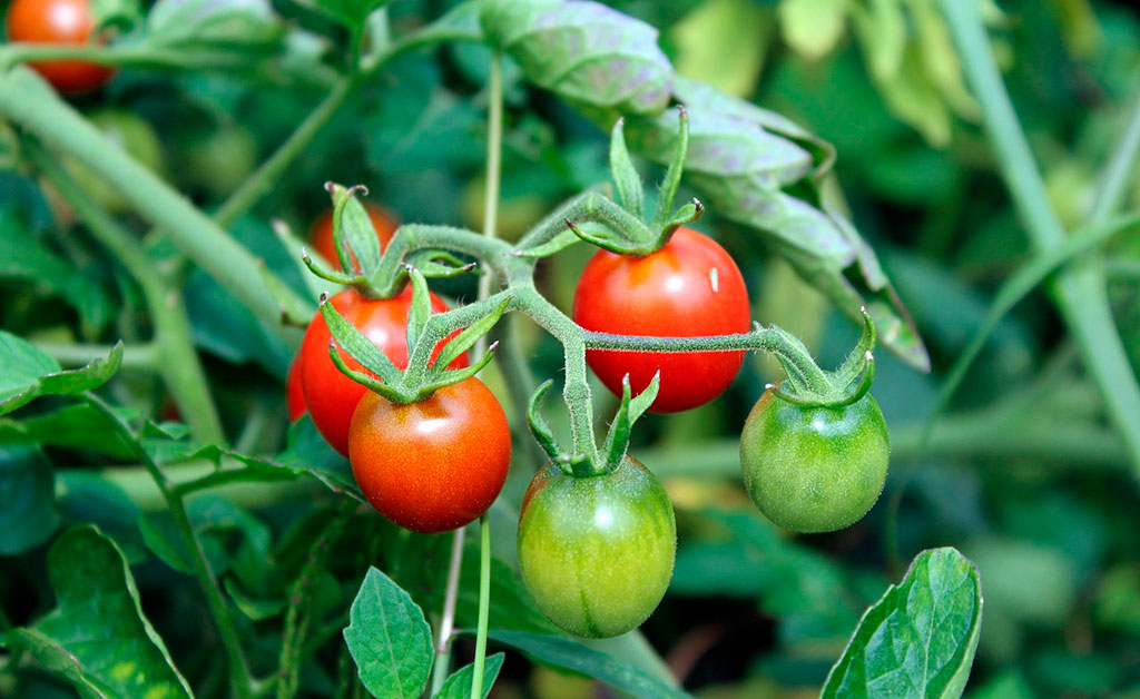 Como plantar tomate orgânico em casa