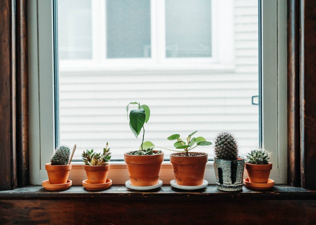 como-propagar-suculentas-em-4-passos-faceis-casa.com-gardeningetc-9-unsplash-hermes-rivera Suculentas em vasinhos de terracota em batente da janela