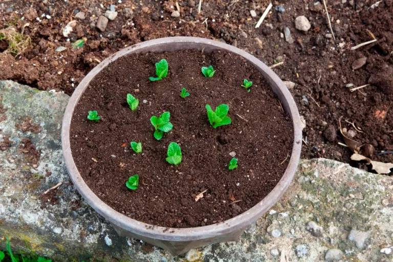 hortela-a-erva-mais-facil-de-cultivar-casa.com-11-gardeningetc Vaso com hortelã sendo plantadsa a partir de sementes