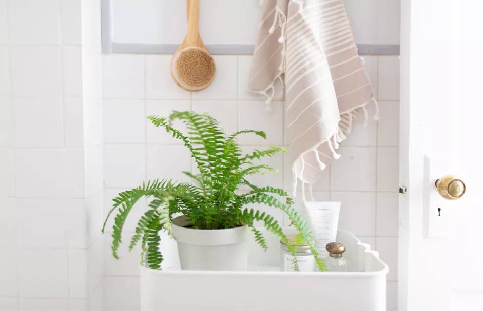 17-plantas-para-ter-no-banheiro-samambaia Samambaia em vaso branco dentro de banheiro.