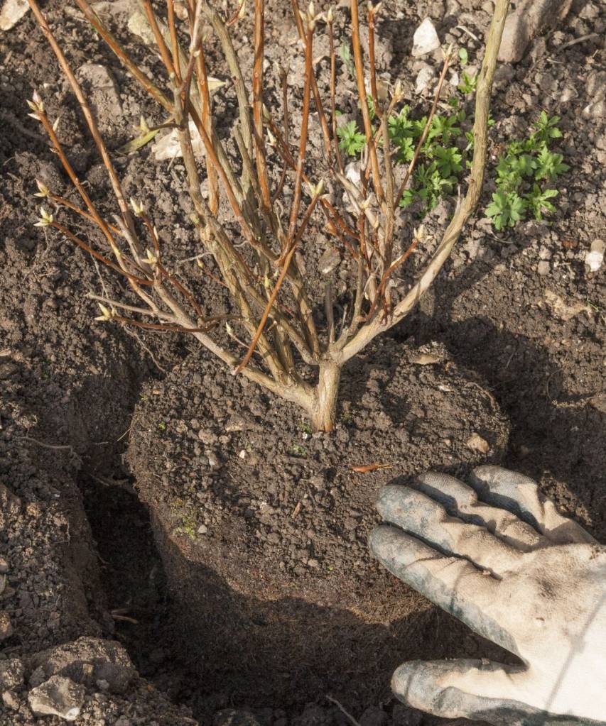 Azaleas-um-guia-prático-de-como-plantar-e-cultivar-Gardeningetc-jardinagem Azaleia sem folhas plantada em um torrão de terra.