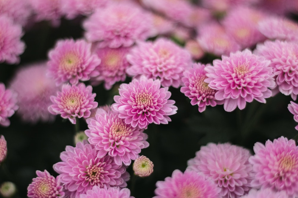 Como-cultivar-crisântemos-pexels-matheus-potsclam-barro Crisântemos rosas.