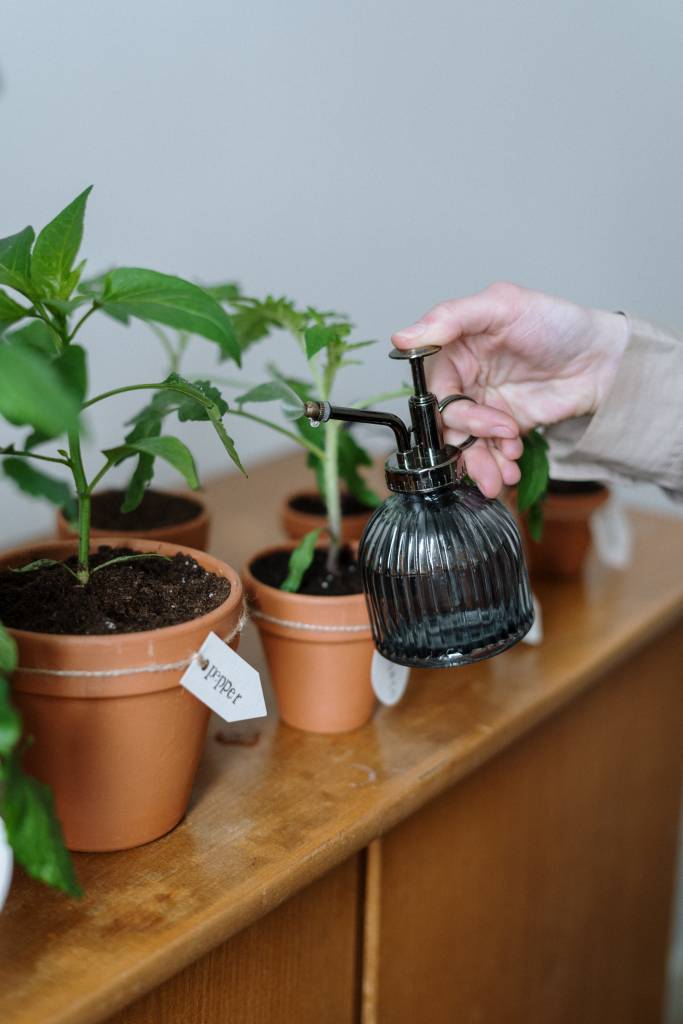 Conheça-e-cultive-o-manjericão-roxo-pexels-cottonbro-regar-jardinagem Mão segura um pequeno borrifador de vidro para umedecer plantas em pequenos vasos de barro.