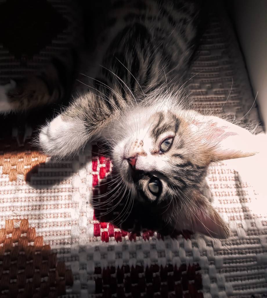 Dicas-de-tapetes-para-quem-tem-pets-pexels-pexels-ece-gato Gato deitado em tapete de fibras curtas, olhando para a câmera. Um feixe de sol ilumina apenas a cabeça do animal.