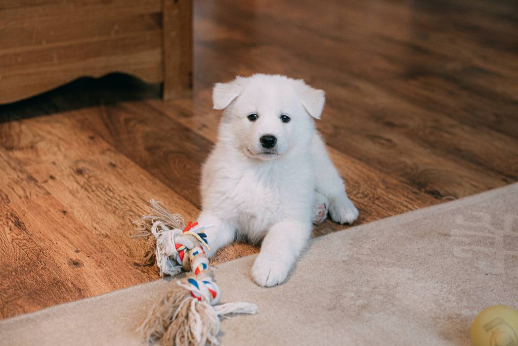 Cachorro branco deitado sobre piso de madeira com uma das patas apoiada em um tapete de fibras médias.