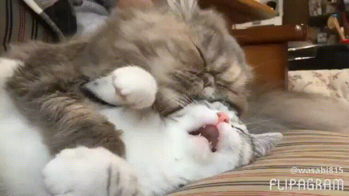 Feng-Shui-do-amor-crie-ambientes-mais-românticos-02 Imagem de dois gatos deitados de conchinha