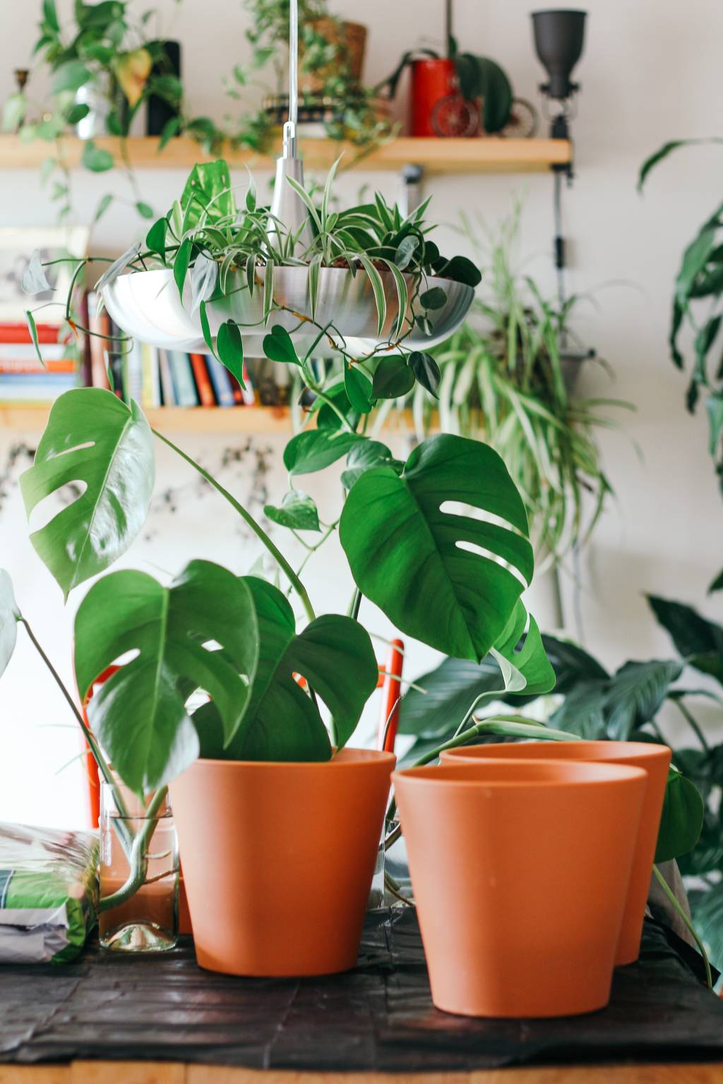 como-escolher-vasos-e-cachepots-plantas-costela-de-adao-brina-blum-snwLIqx8jH8-unsplash Vasos de barro com costela de adão
