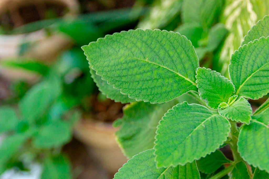 como-plantar-boldo-ciclo-vivo-Foto-Ingredientes Online Detalhe folha de boldo